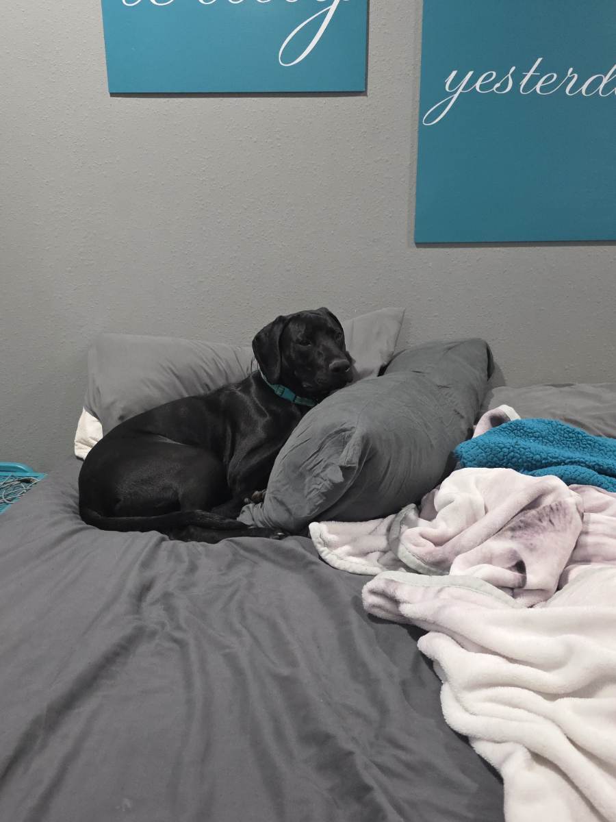 Big Dog